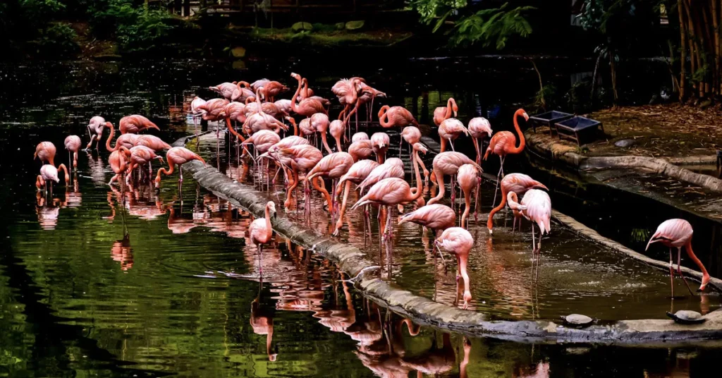 Flamingos